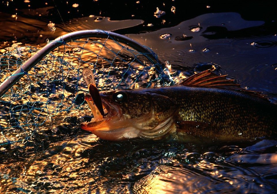 The Thrill of Summer Walleye Fishing On Green Bay