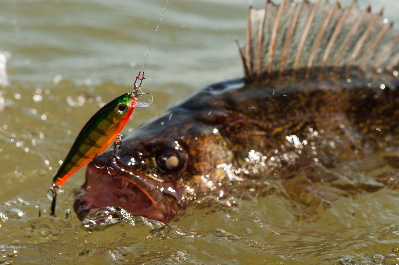 Green Bay Walleye Fishing