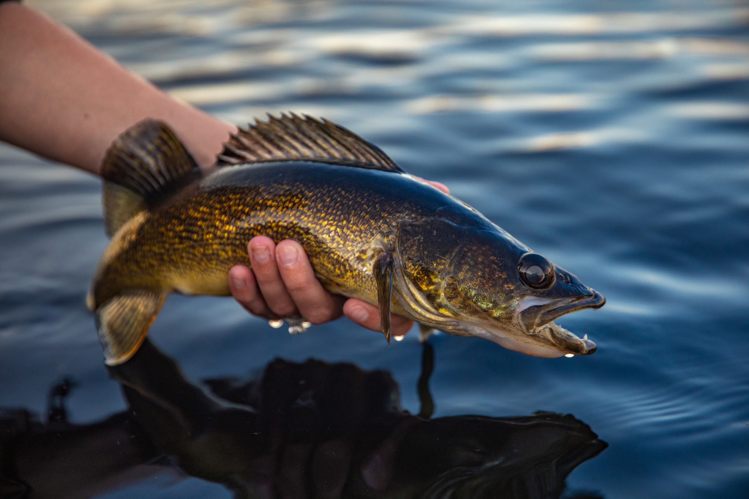 Getting Your Wisconsin Fishing License