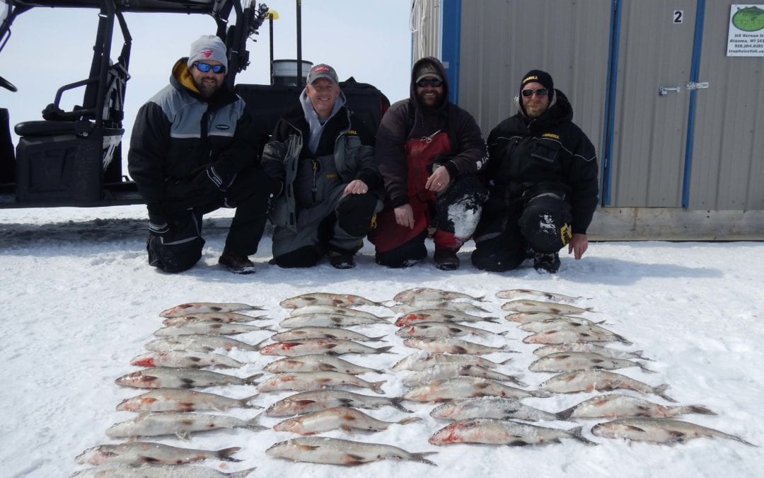 Great Lakes Whitefish
