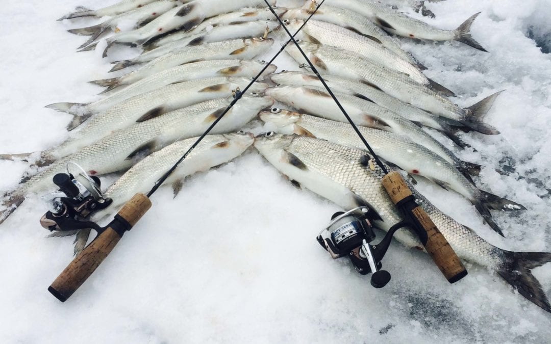 How to Fish For Whitefish